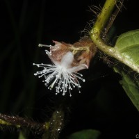 Symplocos pulchra subsp. hispidula (Thwaites) Noot.